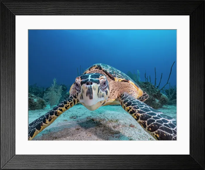 Framed Print : Hawksbill Turtle (Eretmochelys imbricata), Grand Cayman, Cayman Islands, British West Indies