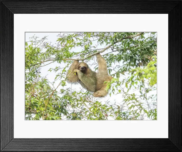 Framed Print : Brown-throated sloth (Bradypus variegatus) in lowland rainforest, Boca Tapada, Costa Rica Framed Print : Brown-throated sloth (Bradypus variegatus) in lowland rainforest, Boca Tapada, Costa Rica