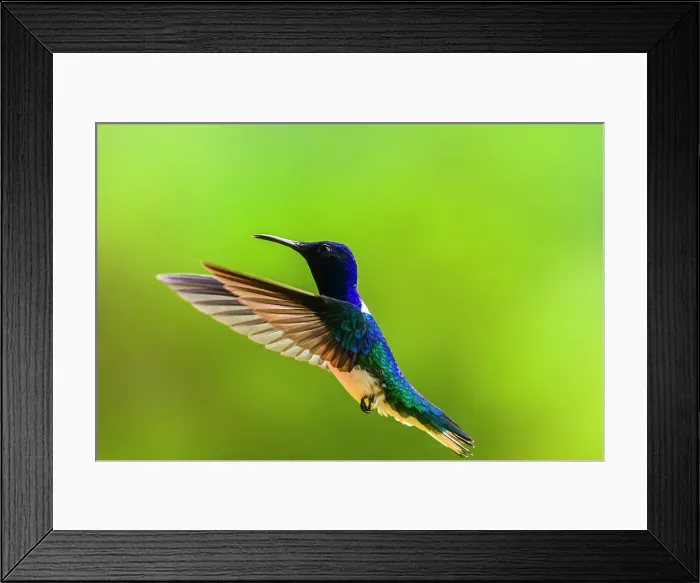 Framed Print : White-necked Jacobin (Florisuga mellivora), Turrialba, Cartago, Costa Rica Framed Print : White-necked Jacobin (Florisuga mellivora), Turrialba, Cartago, Costa Rica