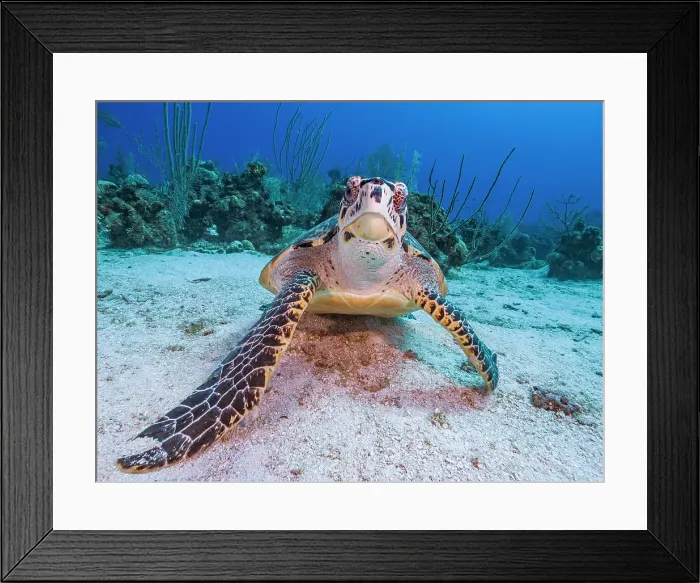 Framed Print : Hawksbill Turtle (Eretmochelys imbricata), Grand Cayman, Cayman Islands, British West Indies