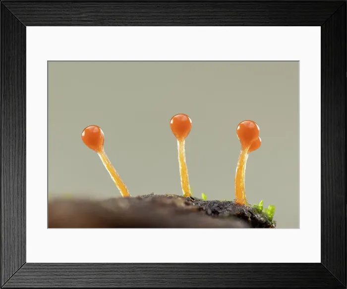 Framed Print : Hemitichia sp. slime mould fruiting bodies, mid-elevation cloud forest, Costa Rica Framed Print : Hemitichia sp. slime mould fruiting bodies, mid-elevation cloud forest, Costa Rica