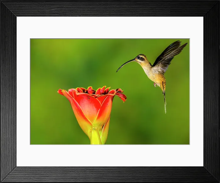 Framed Print : Long-billed Hermit (Phaethornis longirostris) and White-necked Jacobin (Florisuga mellivora), Laguna del Lagarto, Alajuela, Costa Rica Framed Print : Long-billed Hermit (Phaethornis longirostris) and White-necked Jacobin (Florisuga mellivora), Laguna del Lagarto, Alajuela, Costa Rica