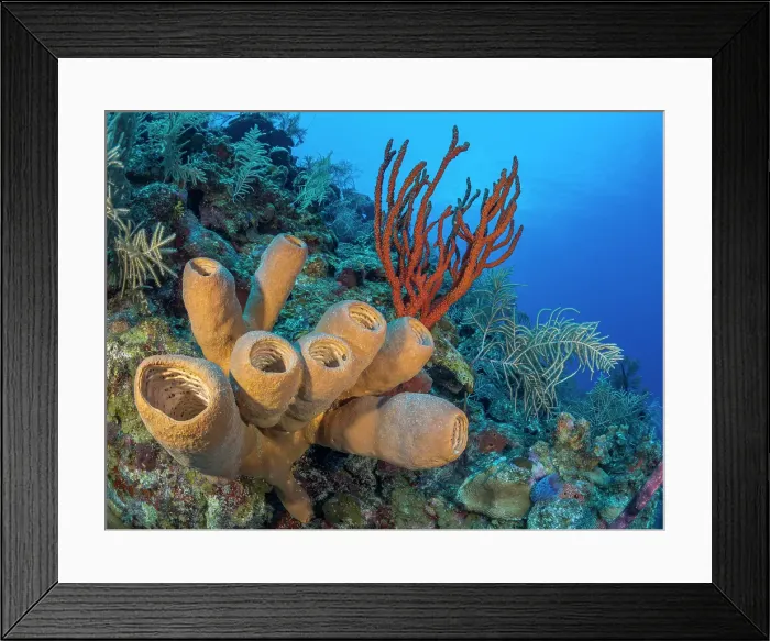 Framed Print : Tubulate Sponge (Agelas tubulata) and Walper's Branching Sponge (Ptilocaulis walpersi) at Hepps Pike, Grand Cayman, Cayman Islands, British West Indies Framed Print : Tubulate Sponge (Agelas tubulata) and Walper's Branching Sponge (Ptilocaulis walpersi) at Hepps Pike, Grand Cayman, Cayman Islands, British West Indies