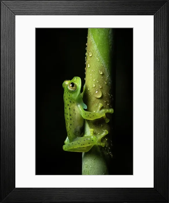 Framed Print : Emerald Glass Frog (Centrolene prosoblepon), male in mid elevation cloud forest, Costa Rica Framed Print : Emerald Glass Frog (Centrolene prosoblepon), male in mid elevation cloud forest, Costa Rica