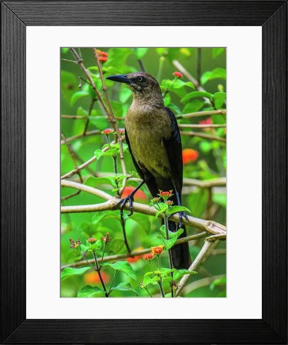 Framed Print : Nicaraguan grackle (Quiscalus nicaraguensis), Turrialba, Cartago, Costa Rica