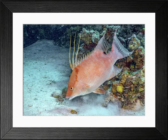 Framed Print : Hogfish (Lachnolaimus maximus) initial phase foraging on the seabed, Grand Cayman, Cayman Islands, British West Indies Framed Print : Hogfish (Lachnolaimus maximus) initial phase foraging on the seabed, Grand Cayman, Cayman Islands, British West Indies