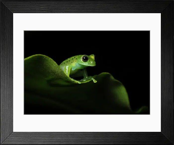 Framed Print : Emerald Glass Frog (Centrolene prosoblepon), male in mid elevation cloud forest, Costa Rica Framed Print : Emerald Glass Frog (Centrolene prosoblepon), male in mid elevation cloud forest, Costa Rica