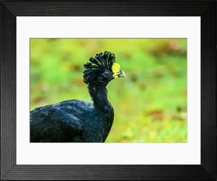 Framed Print : Great Curassow (Crax rubra) Male, Laguna del Lagarto, Alajuela, Costa Rica Framed Print : Great Curassow (Crax rubra) Male, Laguna del Lagarto, Alajuela, Costa Rica