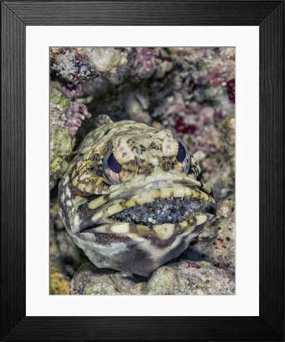 Framed Print : Banded Jawfish (Opistognathus macrognathus) mouth brooding eggs, Grand Cayman, Cayman Islands, British West Indies Framed Print : Banded Jawfish (Opistognathus macrognathus) mouth brooding eggs, Grand Cayman, Cayman Islands, British West Indies