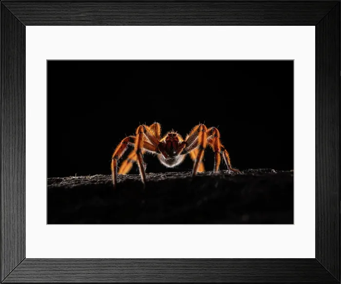 Framed Print : Spotted-legged Banana Spider or Orange Wandering Spider (Cupiennius getazi), mid elevation cloud forest, Arenal, Costa Rica Framed Print : Spotted-legged Banana Spider or Orange Wandering Spider (Cupiennius getazi), mid elevation cloud forest, Arenal, Costa Rica