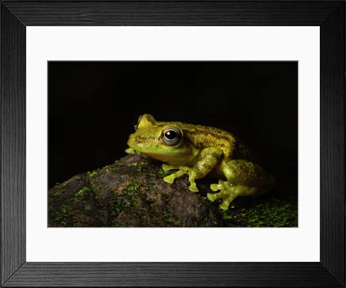 Framed Print : Olive Tree Frog (Scinax elaeochrous), mid elevation cloud forest, Arenal, Costa Rica Framed Print : Olive Tree Frog (Scinax elaeochrous), mid elevation cloud forest, Arenal, Costa Rica