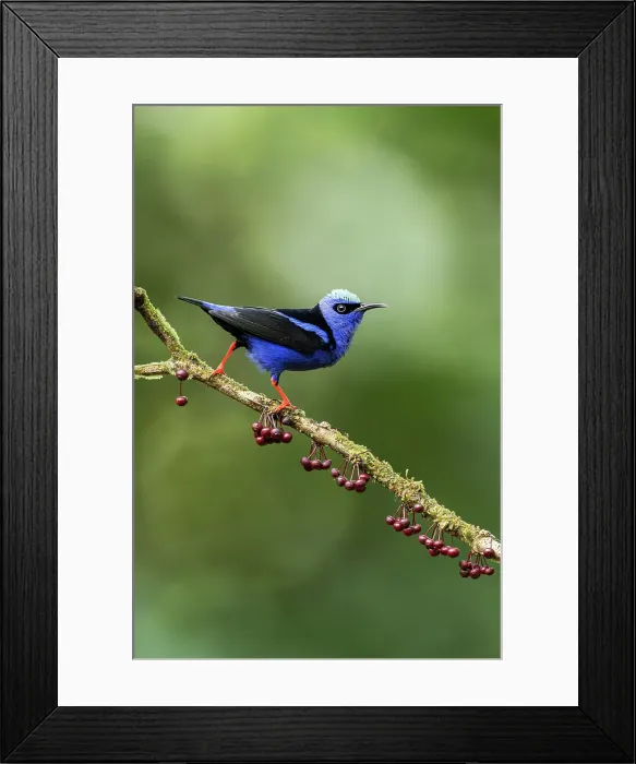Framed Print : Red-legged Honeycreeper (Cyanerpes cyaneus), male, Lowland rainforest, Costa Rica Framed Print : Red-legged Honeycreeper (Cyanerpes cyaneus), male, Lowland rainforest, Costa Rica