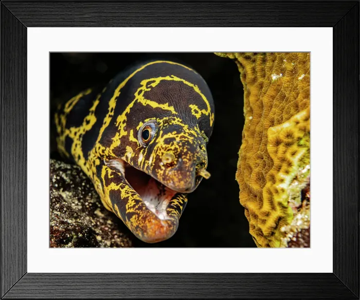 Framed Print : Chain Moray Eel (Echidna catenata), Grand Cayman, Cayman Islands, British West Indies Framed Print : Chain Moray Eel (Echidna catenata), Grand Cayman, Cayman Islands, British West Indies