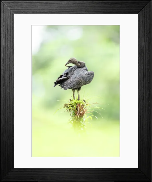 Framed Print : Black Vulture (Coragyps atratus) preening on perch, Lowland rainforest, Costa Rica Framed Print : Black Vulture (Coragyps atratus) preening on perch, Lowland rainforest, Costa Rica