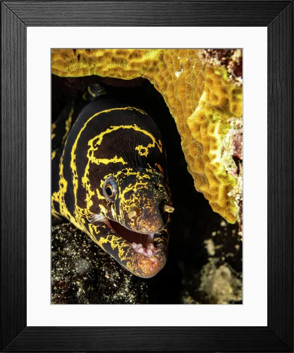 Framed Print : Chain Moray Eel (Echidna catenata), Grand Cayman, Cayman Islands, British West Indies Framed Print : Chain Moray Eel (Echidna catenata), Grand Cayman, Cayman Islands, British West Indies
