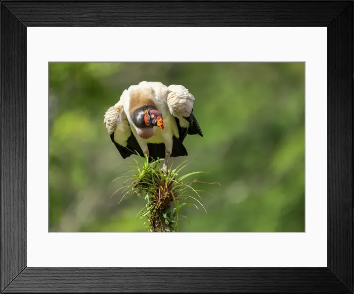 Framed Print : King Vulture (Sarcoramphus papa), adult on percvh near carcass, lowland rainforest, Costa Rica