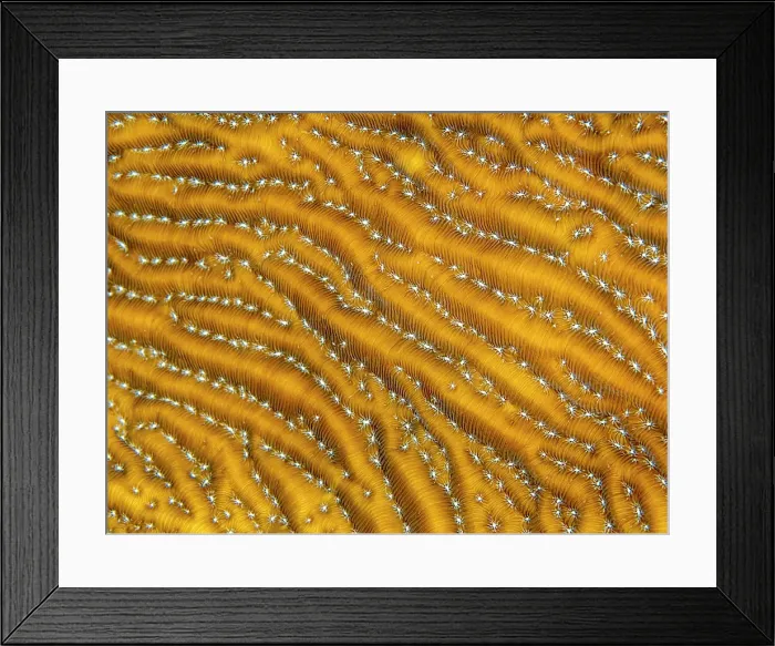 Framed Print : Whitestar Sheet Coral (Agaricia lamarcki), Grand Cayman, Cayman Islands, British West Indies Framed Print : Whitestar Sheet Coral (Agaricia lamarcki), Grand Cayman, Cayman Islands, British West Indies