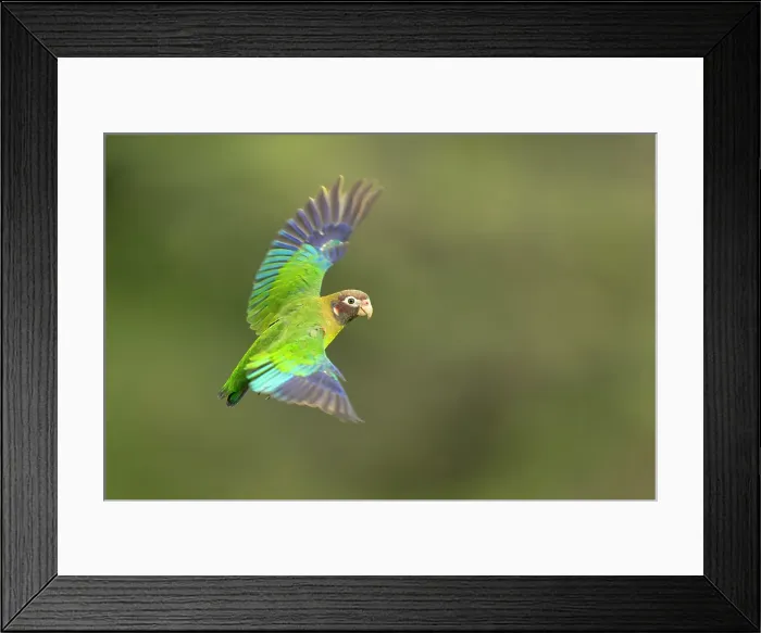 Framed Print : Brown-hooded parrot (Pyrilia haematotis), in flight in lowland rainforest, Costa Rica