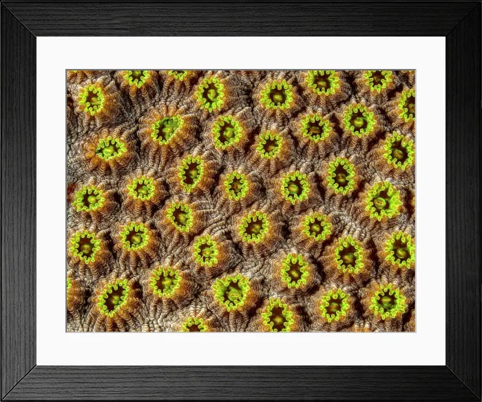 Framed Print : Boulder Star Coral (Orbicella annularis), Grand Cayman, Cayman Islands, British West Indies Framed Print : Boulder Star Coral (Orbicella annularis), Grand Cayman, Cayman Islands, British West Indies