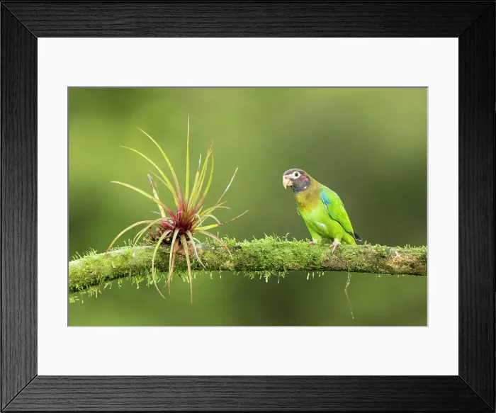 Framed Print : Brown-hooded parrot (Pyrilia haematotis), lowland rainforest, Costa Rica Framed Print : Brown-hooded parrot (Pyrilia haematotis), lowland rainforest, Costa Rica