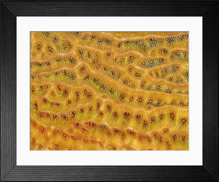 Framed Print : Dimpled Sheet Coral (Agaricia grahamae), Grand Cayman, Cayman Islands, British West Indies Framed Print : Dimpled Sheet Coral (Agaricia grahamae), Grand Cayman, Cayman Islands, British West Indies