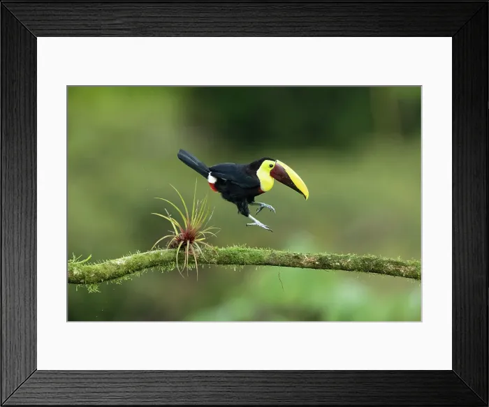 Framed Print : Yellow-throated Toucan or Chestnut-mandibled Toucan (Ramphastos ambiguus swainsonii), jumping over bromeliad, Lowland rainforest, Costa Rica Framed Print : Yellow-throated Toucan or Chestnut-mandibled Toucan (Ramphastos ambiguus swainsonii), jumping over bromeliad, Lowland rainforest, Costa Rica