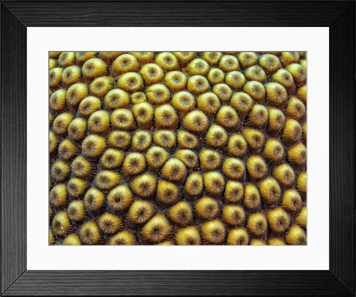 Framed Print : Great Star Coral (Montastraea cavernosa) polyps, Grand Cayman, Cayman Islands, British West Indies Framed Print : Great Star Coral (Montastraea cavernosa) polyps, Grand Cayman, Cayman Islands, British West Indies