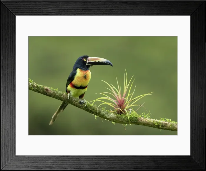 Framed Print : Collared Aracari (Pteroglossus torquatus) on branch with bromeliad, Lowland rainforest, Costa Rica