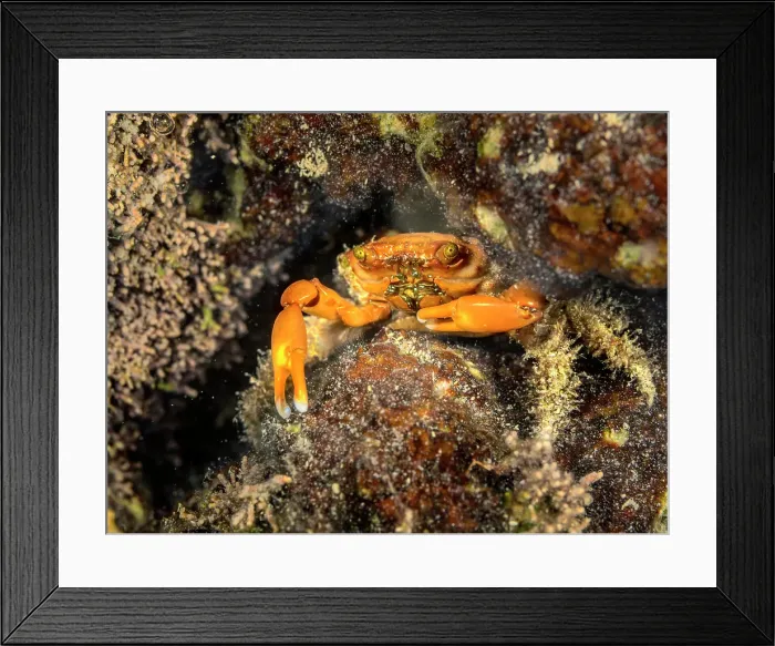 Framed Print : Red-Ridged Clinging Crab (Mithraculus forceps), Grand Cayman, Cayman Islands, British West Indies Framed Print : Red-Ridged Clinging Crab (Mithraculus forceps), Grand Cayman, Cayman Islands, British West Indies