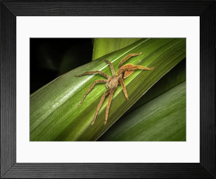 Framed Print : Wandering Spider (Cupiennius coccineus), mid-elevation cloud forest, Costa Rica