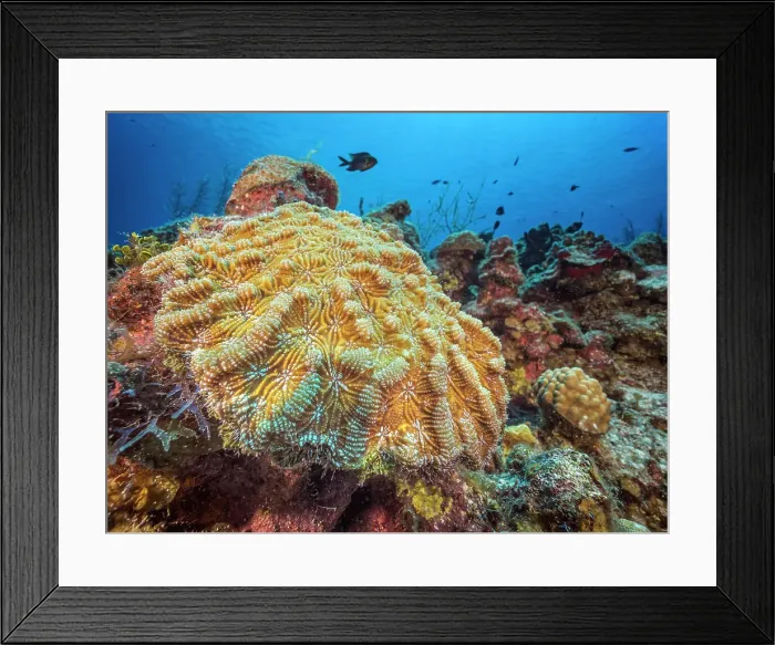 Framed Print : Knobby Cactus Coral (Mycetophyllia aliciae), Grand Cayman, Cayman Islands, British West Indies Framed Print : Knobby Cactus Coral (Mycetophyllia aliciae), Grand Cayman, Cayman Islands, British West Indies