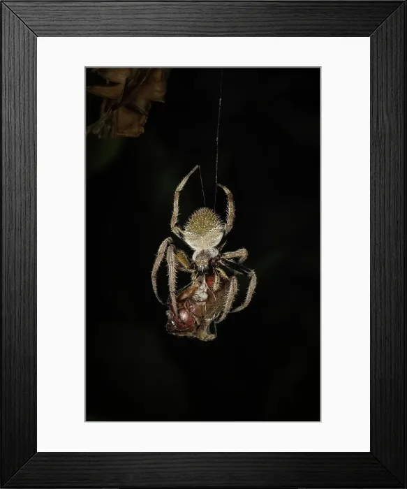 Framed Print : Tropical garden spider (Erophora sp.) feeding on beetle, mid-elevation cloud forest, Costa Rica Framed Print : Tropical garden spider (Erophora sp.) feeding on beetle, mid-elevation cloud forest, Costa Rica
