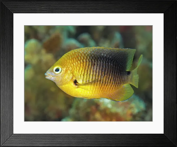 Framed Print : Threespot Damselfish (Stegastes planifrons), Grand Cayman, Cayman Islands, British West Indies Framed Print : Threespot Damselfish (Stegastes planifrons), Grand Cayman, Cayman Islands, British West Indies