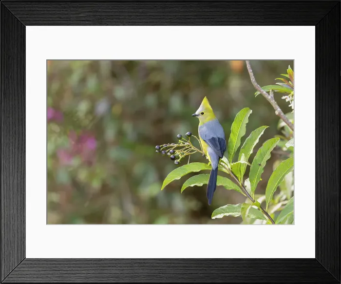 Framed Print : Long-tailed Silky Flycatcher (Ptilogonys caudatus), Costa Rica Framed Print : Long-tailed Silky Flycatcher (Ptilogonys caudatus), Costa Rica