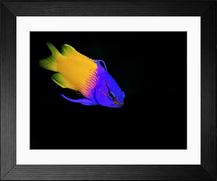 Framed Print : Fairy Basslet (Gramma loreto) is also known as Royal Gamma, Grand Cayman, Cayman Islands, British West Indies Framed Print : Fairy Basslet (Gramma loreto) is also known as Royal Gamma, Grand Cayman, Cayman Islands, British West Indies