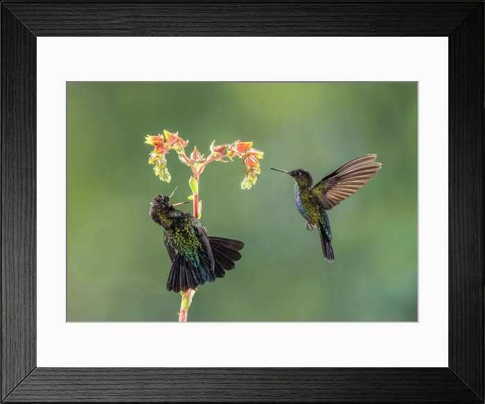 Framed Print : Fiery-throated Hummingbirds (Panterpe insignis), two feeding on Dudleya lanceolata, Costa Rica Framed Print : Fiery-throated Hummingbirds (Panterpe insignis), two feeding on Dudleya lanceolata, Costa Rica