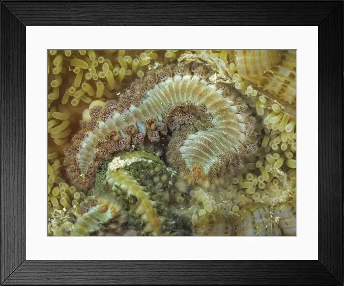Framed Print : Bearded Fireworm (Hermodice carunculata) attacking a Sun Anemone (Stichodactyla helianthus), Grand Cayman, Cayman Islands, British West Indies Framed Print : Bearded Fireworm (Hermodice carunculata) attacking a Sun Anemone (Stichodactyla helianthus), Grand Cayman, Cayman Islands, British West Indies