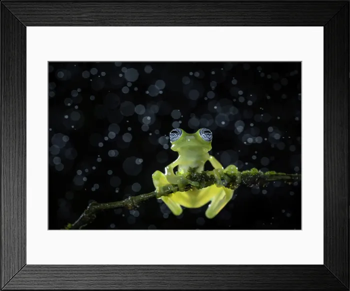 Framed Print : Ghost glass frog (Centrolenella ilex), Lowland rainforest, Costa Rica