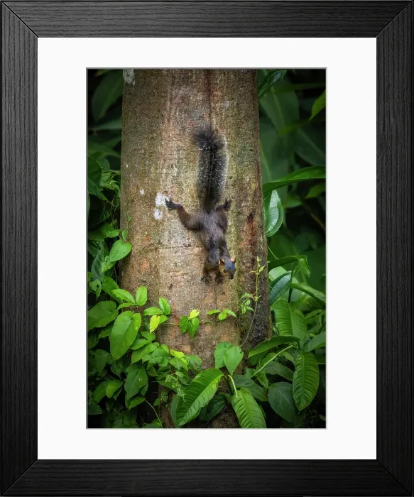 Framed Print : Variegated squirrel (Sciurus variegatoides), Sarapiqui, Costa Rica Framed Print : Variegated squirrel (Sciurus variegatoides), Sarapiqui, Costa Rica