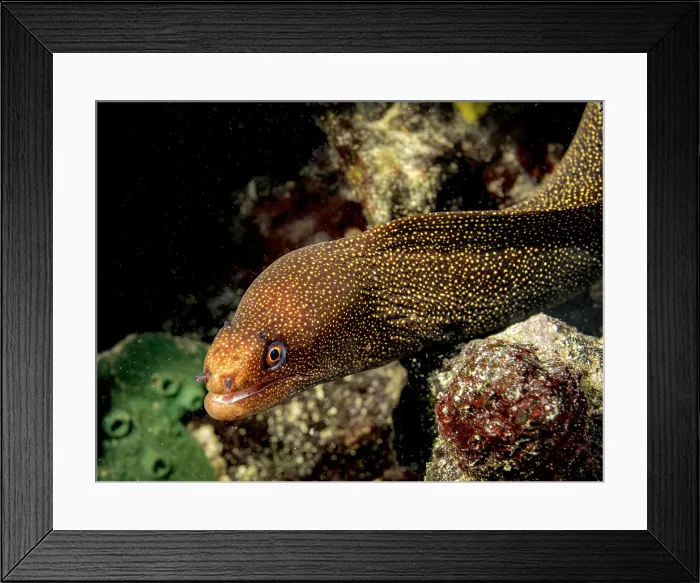 Framed Print : Goldentail Moray Eel (Gymnothorax miliaris), Grand Cayman, Cayman Islands, British West Indies Framed Print : Goldentail Moray Eel (Gymnothorax miliaris), Grand Cayman, Cayman Islands, British West Indies