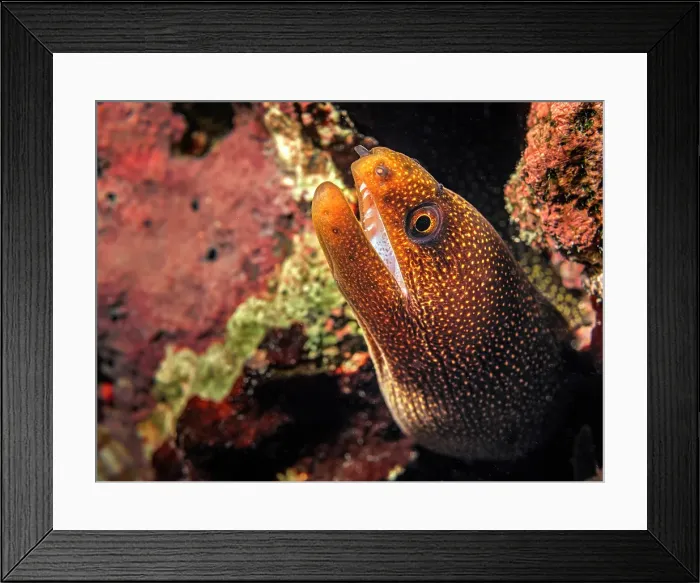 Framed Print : Goldentail Moray Eel (Gymnothorax miliaris), Grand Cayman, Cayman Islands, British West Indies Framed Print : Goldentail Moray Eel (Gymnothorax miliaris), Grand Cayman, Cayman Islands, British West Indies