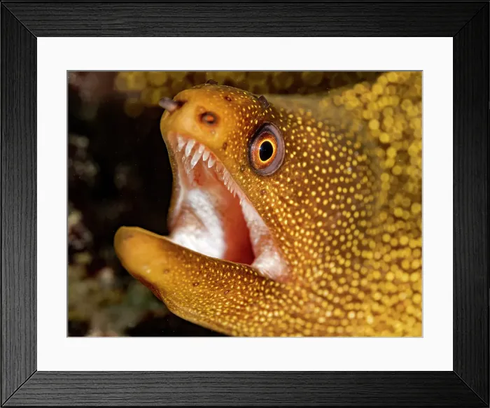 Framed Print : Goldentail Moray Eel (Gymnothorax miliaris) with mouth agape showing razor sharp teeth, Grand Cayman, Cayman Islands, British West Indies Framed Print : Goldentail Moray Eel (Gymnothorax miliaris) with mouth agape showing razor sharp teeth, Grand Cayman, Cayman Islands, British West Indies