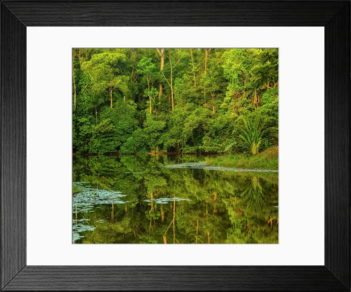 Framed Print : Rainforest pond Framed Print : Rainforest pond