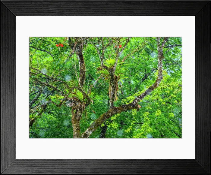 Framed Print : Rainforest trees Framed Print : Rainforest trees