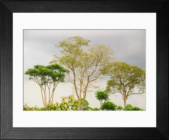 Framed Print : Rainforest trees Framed Print : Rainforest trees