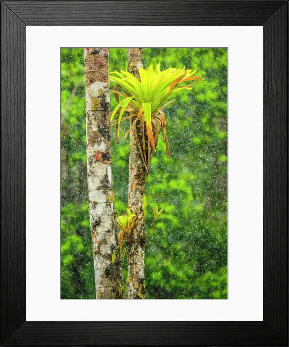Framed Print : Bromeliad (Tillandsia complanata) on a tree trunk in the rain, Laguna del Lagarto, Alajuela, Costa Rica Framed Print : Bromeliad (Tillandsia complanata) on a tree trunk in the rain, Laguna del Lagarto, Alajuela, Costa Rica