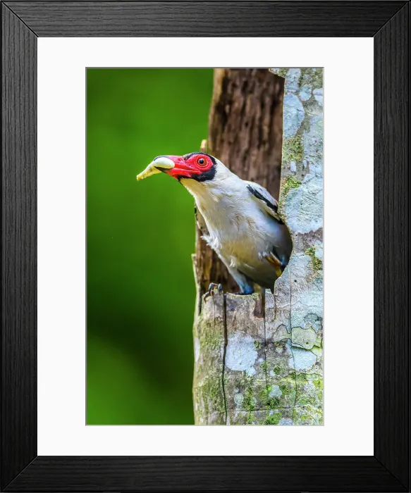 Framed Print : Masked tityra (Tityra semifasciata) Emerging from nest with fecal sac, Laguna del Lagarto, Alajuela, Costa Rica Framed Print : Masked tityra (Tityra semifasciata) Emerging from nest with fecal sac, Laguna del Lagarto, Alajuela, Costa Rica