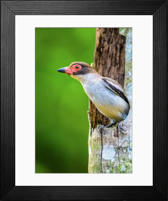 Framed Print : Masked tityra (Tityra semifasciata) At nest cavity, Laguna del Lagarto, Alajuela, Costa Rica Framed Print : Masked tityra (Tityra semifasciata) At nest cavity, Laguna del Lagarto, Alajuela, Costa Rica