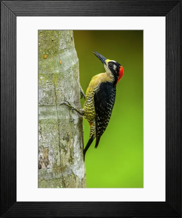 Framed Print : Black-cheeked woodpecker (Melanerpes pucherani), , Alajuela, Costa Rica Framed Print : Black-cheeked woodpecker (Melanerpes pucherani), , Alajuela, Costa Rica