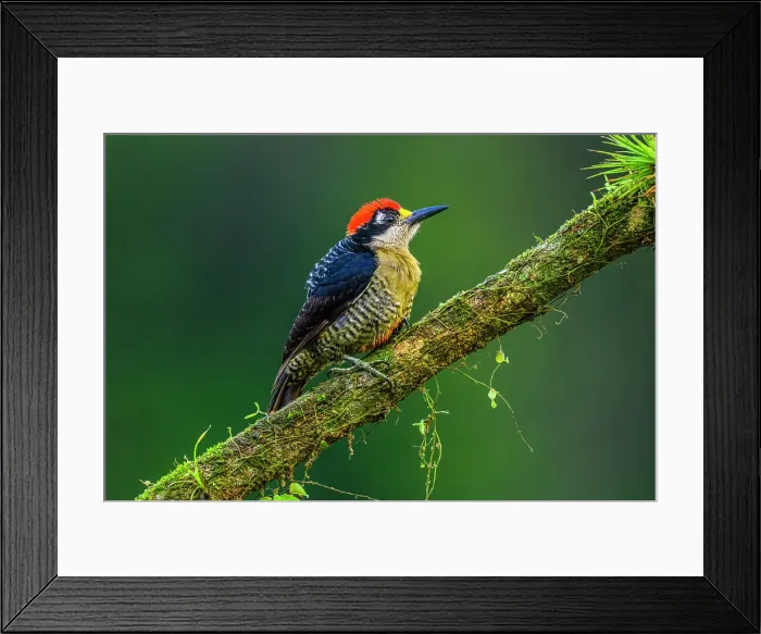 Framed Print : Black-cheeked woodpecker (Melanerpes pucherani), Laguna del Lagarto, Alajuela, Costa Rica Framed Print : Black-cheeked woodpecker (Melanerpes pucherani), Laguna del Lagarto, Alajuela, Costa Rica